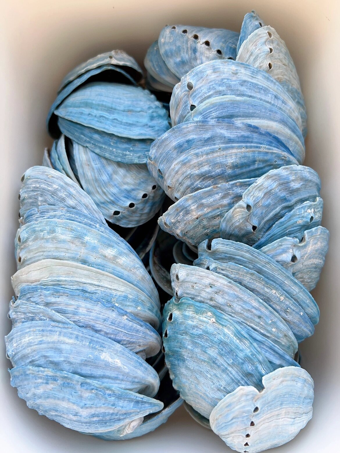 新西兰蓝色鲍鱼壳