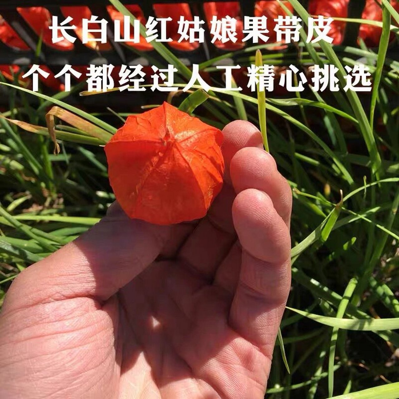 东北红姑娘果的用处 红姑娘果泡水:红姑娘原产于中国,成熟的果实呈鲜