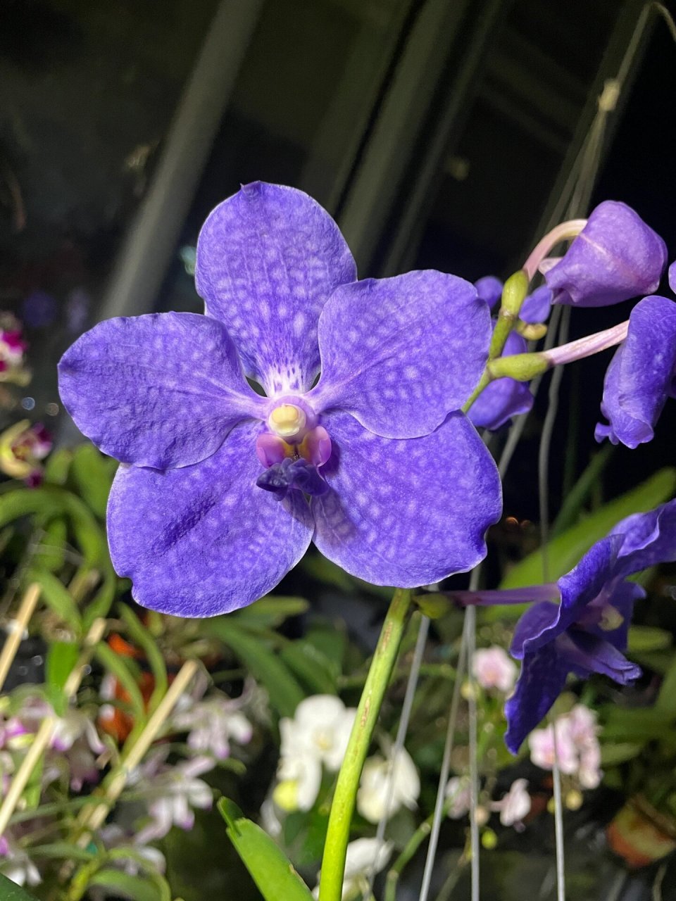 喜悦深蓝网纹大花万代兰 很少有这么蓝的花啊
