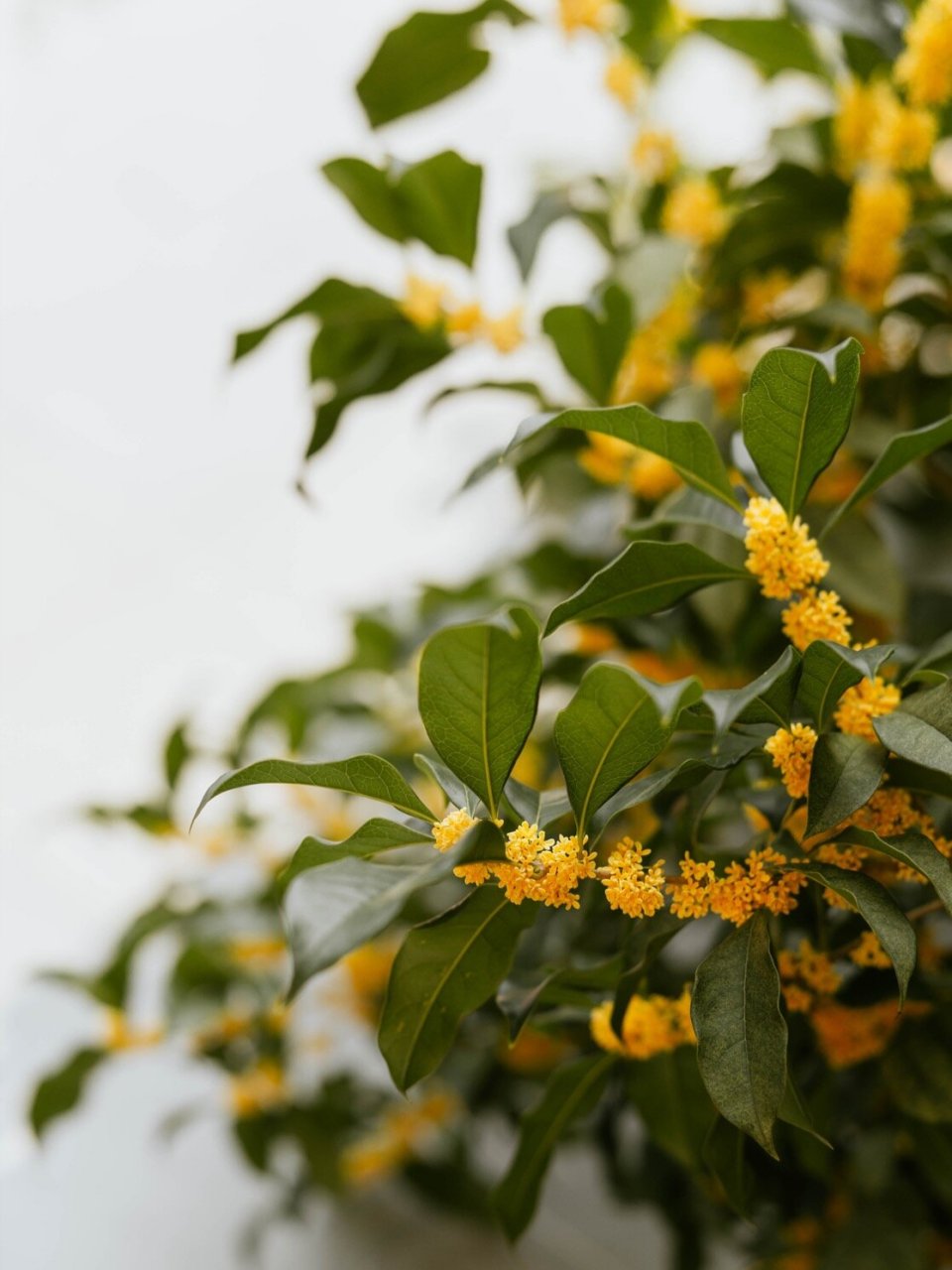 紫金庵 | 莫羡三春桃与李,桂花成实向秋荣 金秋时节,来紫金庵赏花吧