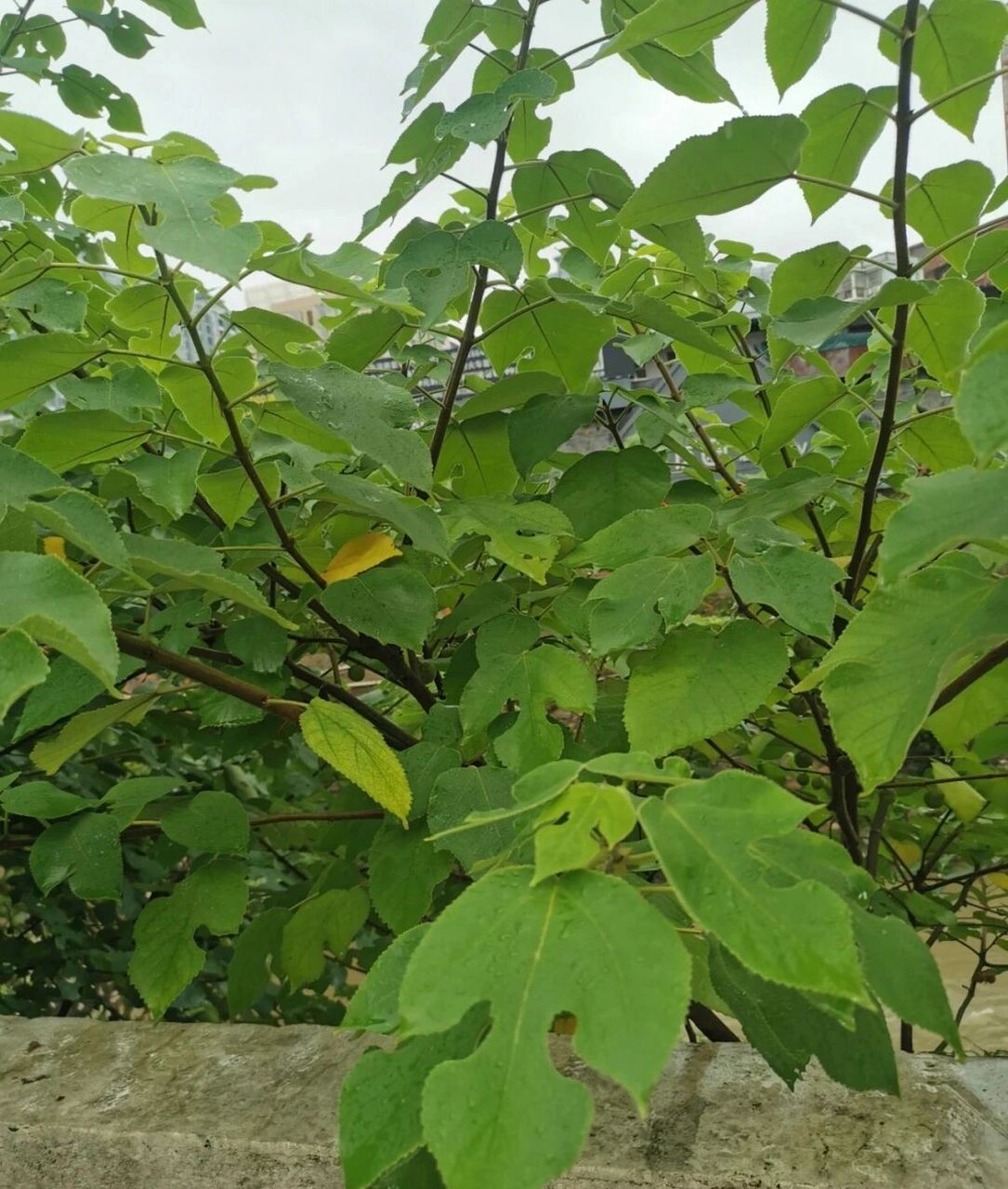 构树叶也叫楮树  白汁治藓,叶洗澡可治湿疹荨麻疹