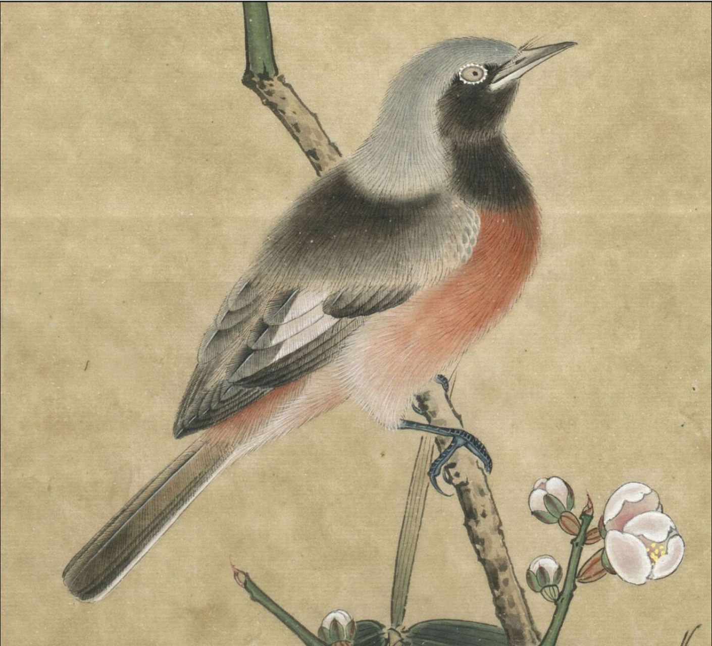 工笔画步骤分享(鸟类设色步骤——山雀2) 概述:红腹山雀,两翼及下体玫