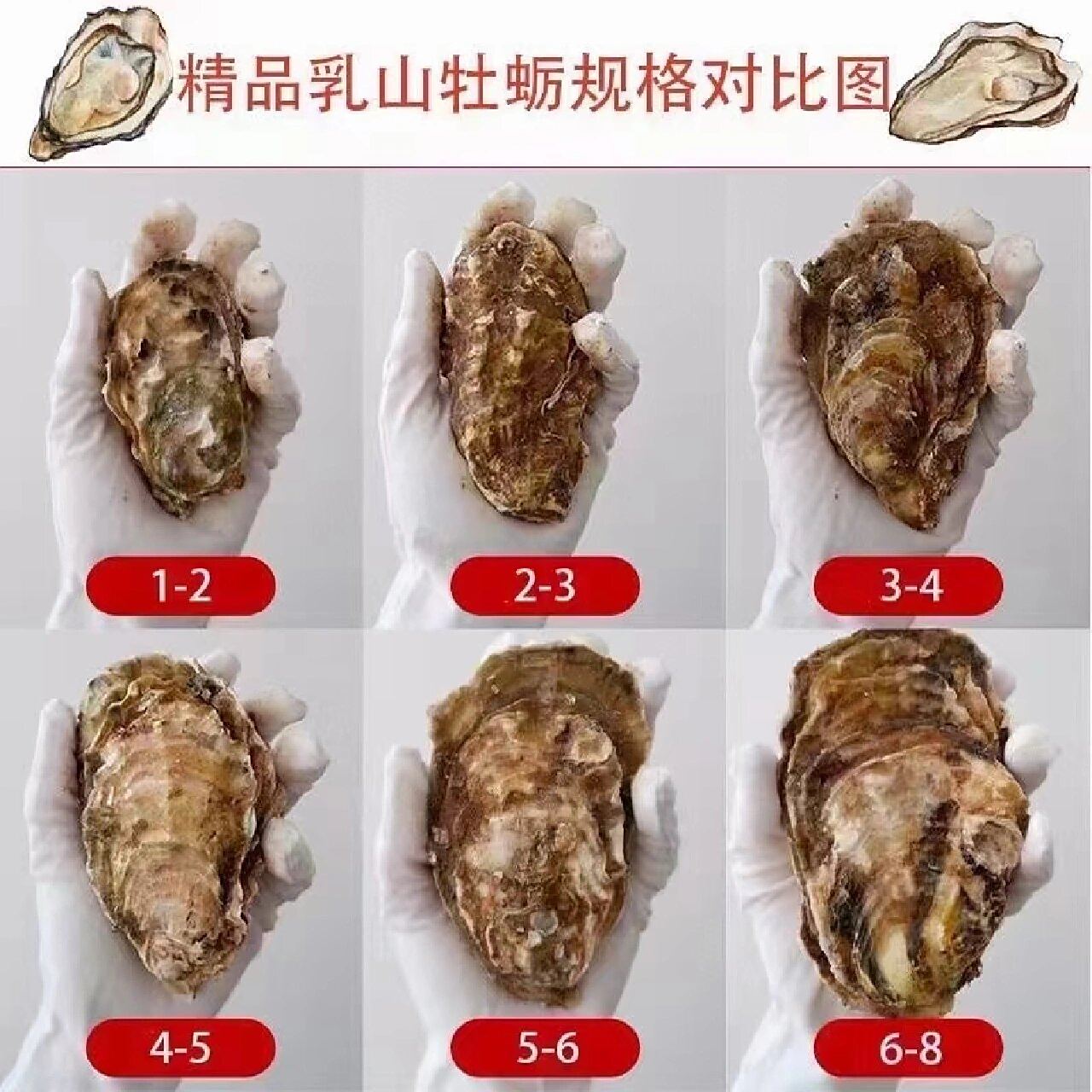 精品牡蛎规格对比图