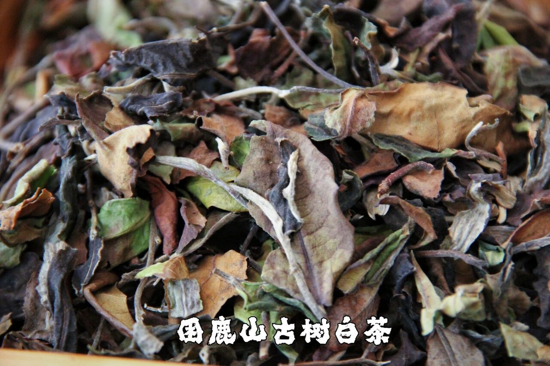 从头甜到尾的白茶 【困鹿山.