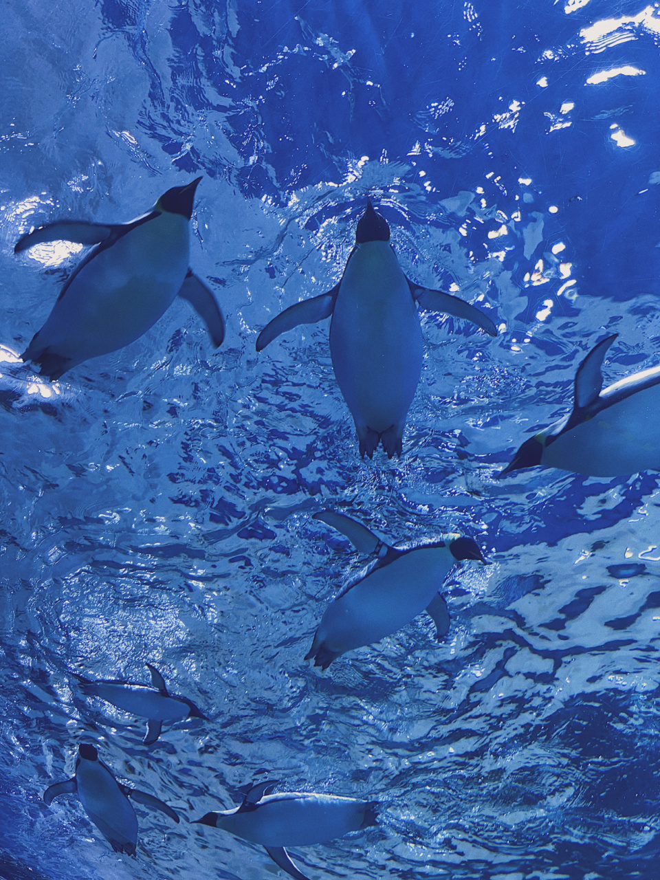 海洋馆文案 "林深时见鹿,海蓝时见鲸" 白鲸是海洋里最温柔的所在了叭