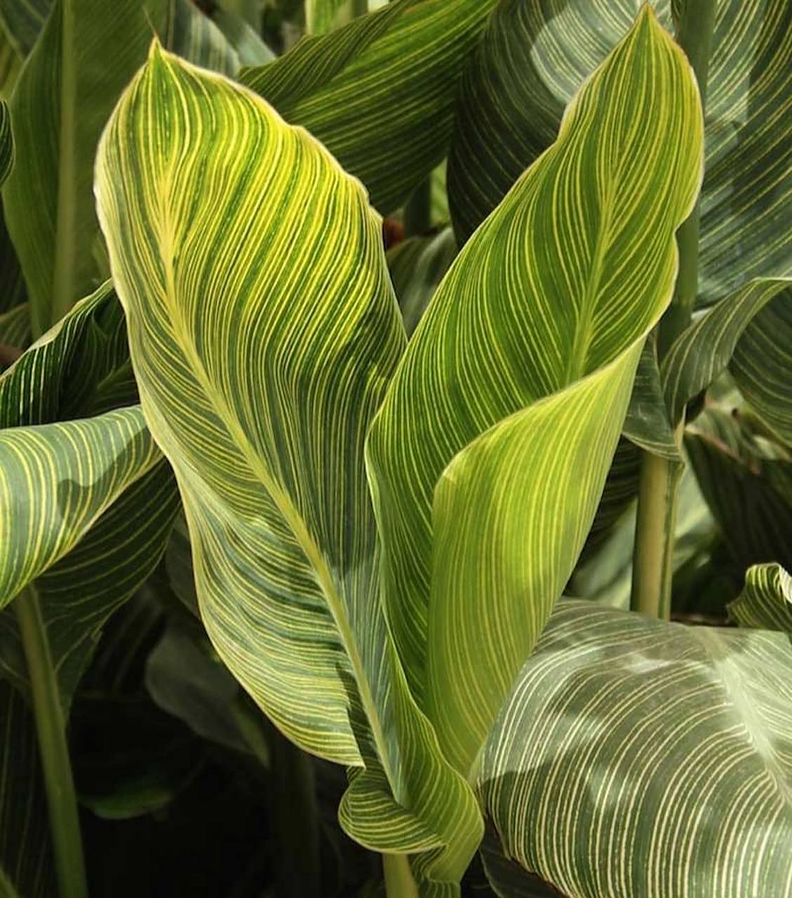 13 美人蕉 i  适应性很好的双栖植物 美人蕉科美人蕉属 canna indica