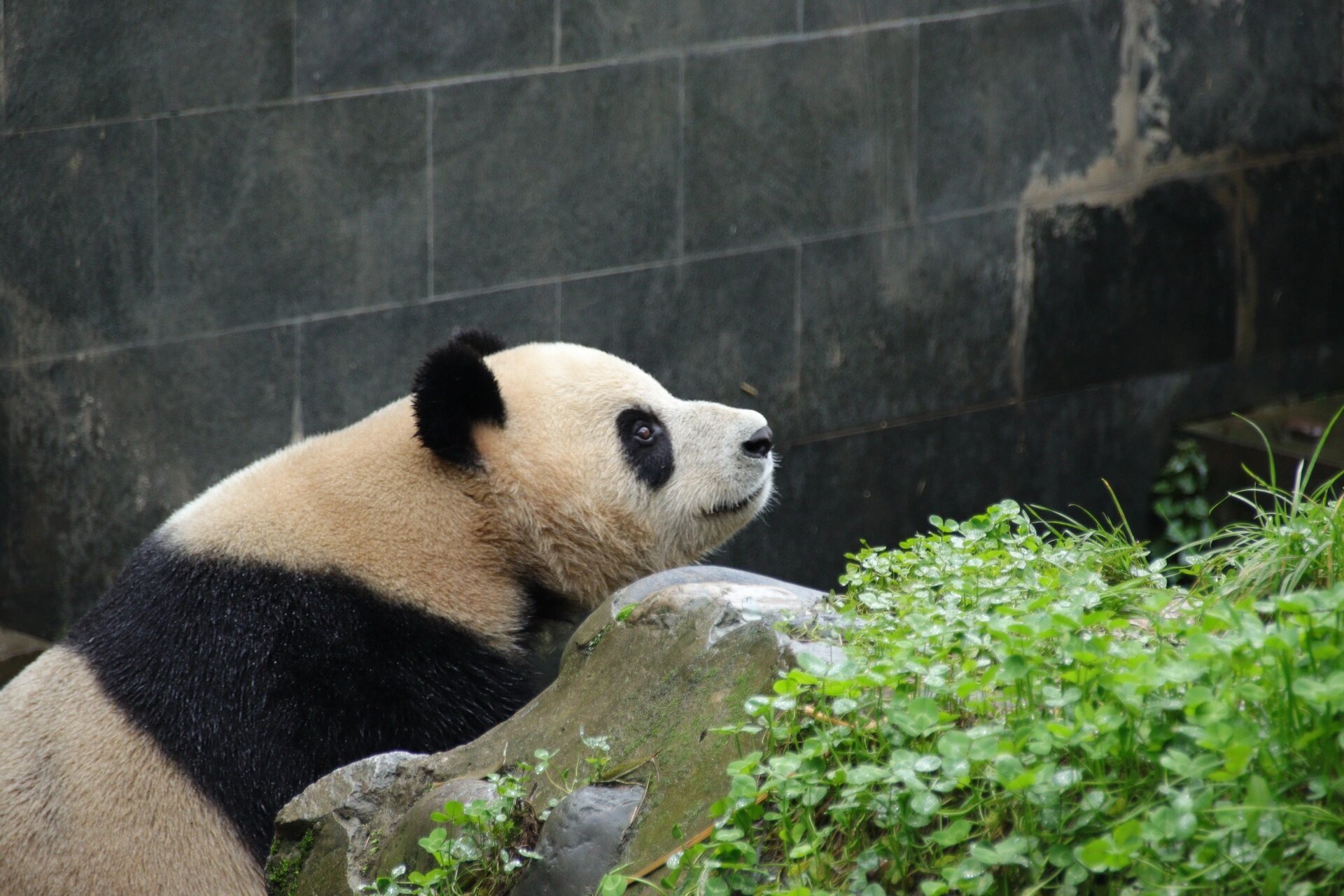 中国大熊猫保护研究中心-雅安碧峰峡基地 准备: 11566门票: 100