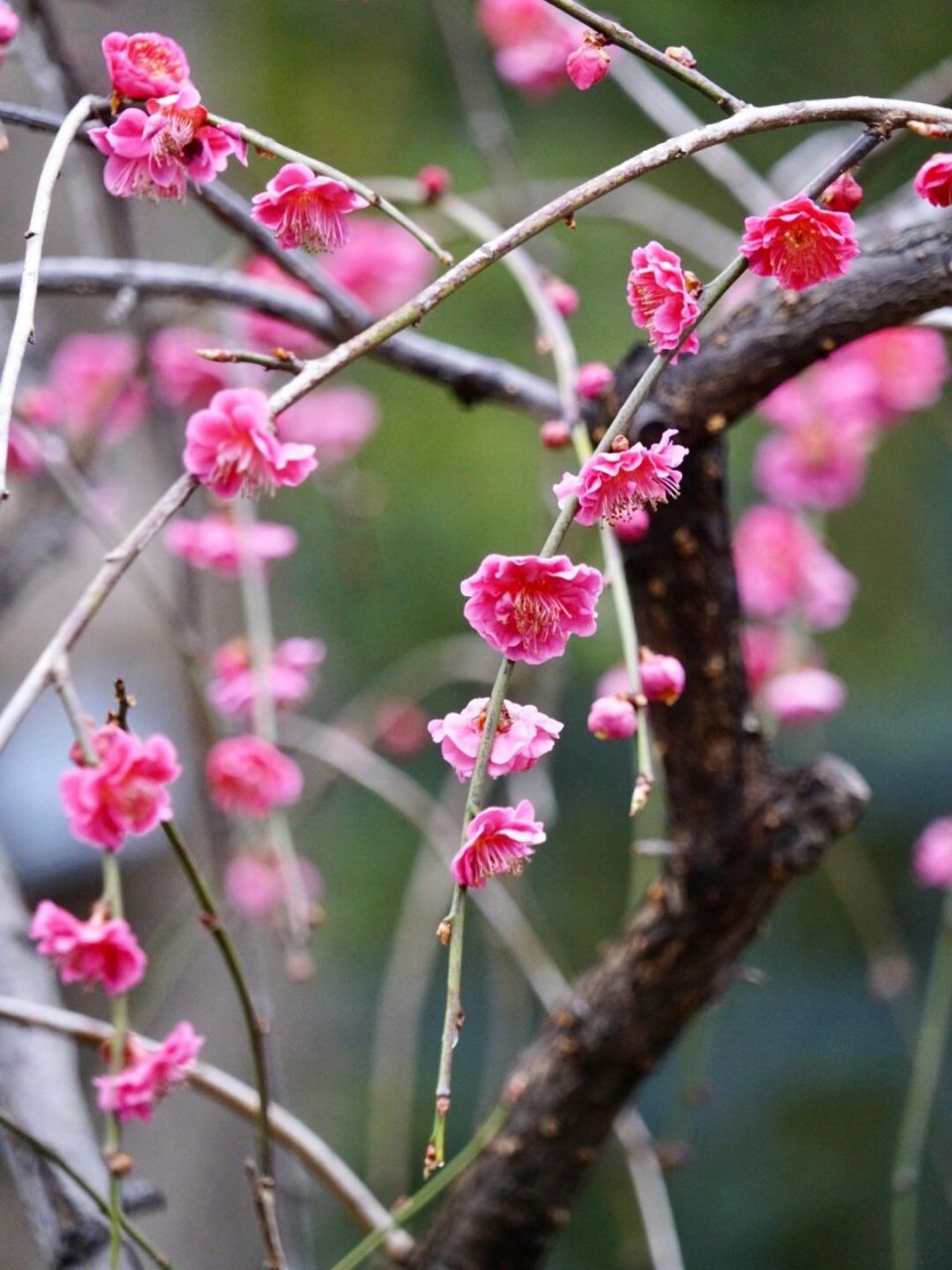 30 我寄人间雪满头 #北京植物园# #梅花# #北京赏花# 本周北植的主题