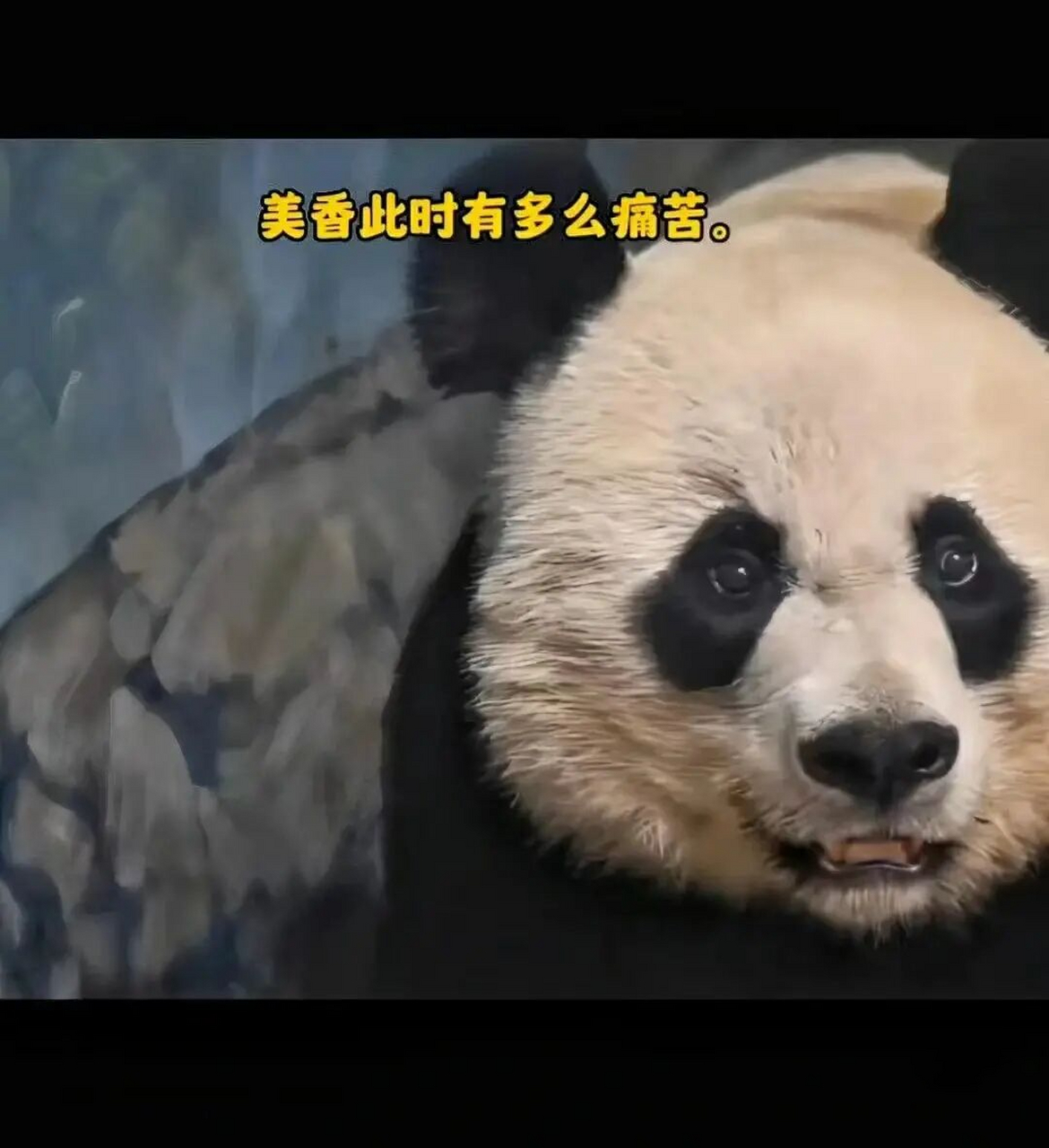 作为母亲看不了这样无助的表情 美香和小奇迹被强行分开时,无助无奈的