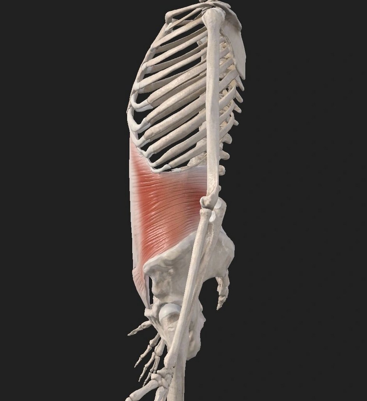 腹部功能——腹横肌 腹横肌的位置: 腹部左右两侧各有一块腹横肌(图2