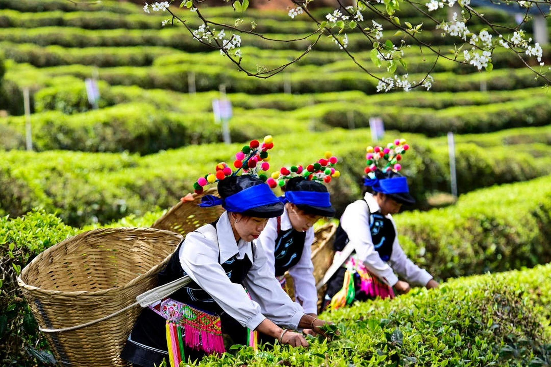 花香陪伴採茶忙】春暖花開,新茶吐綠,位於雲南大理南澗彝族自治縣12萬