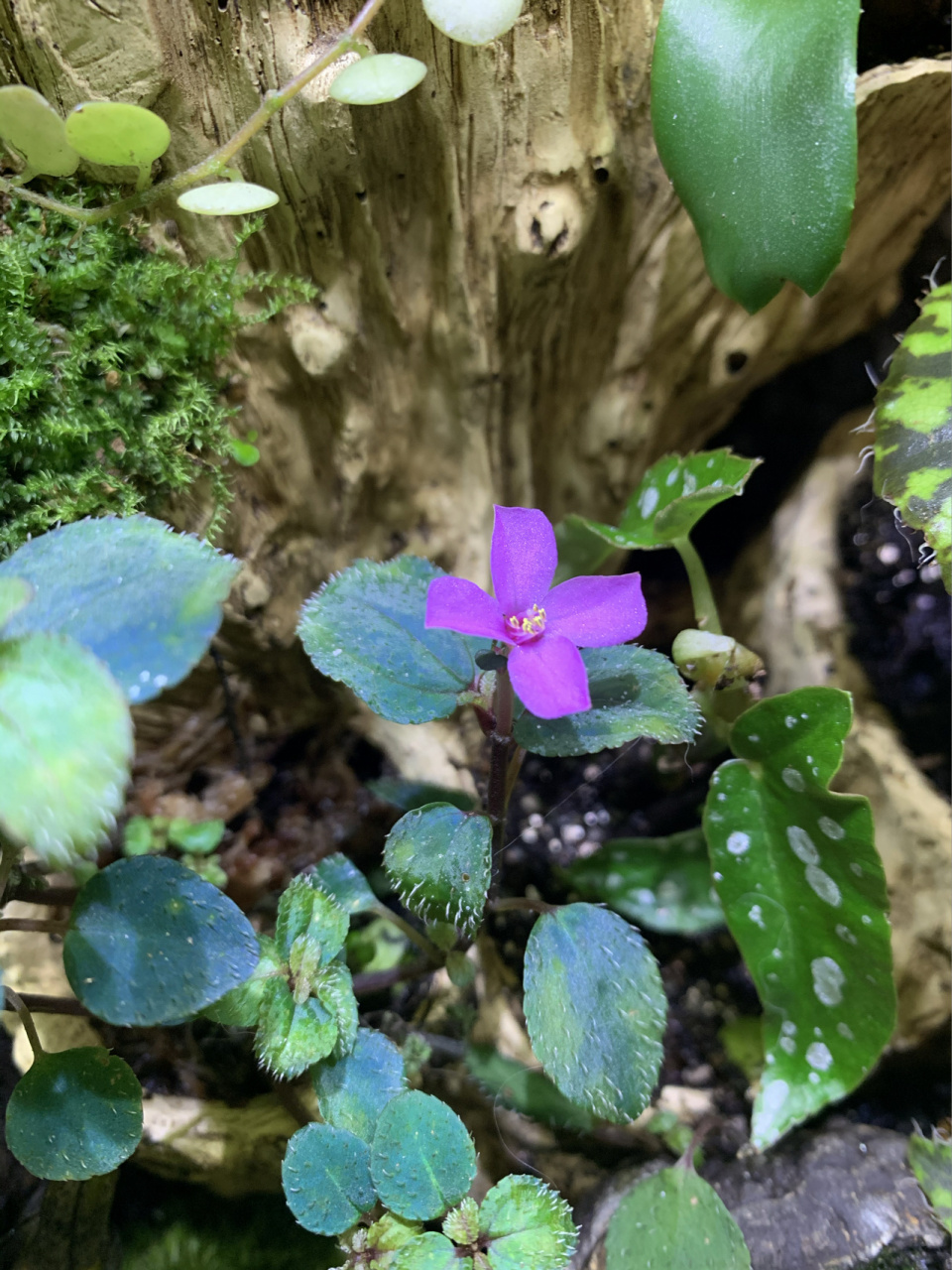 购物闲95一个卖苔藓的小姐姐 当时她写的是"蓝色反光蜂斗草",挺便宜