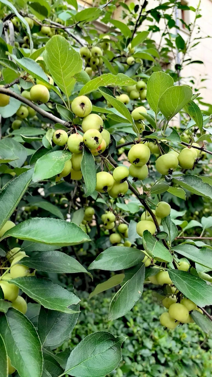 花红成熟时味道酸酸甜甜,熟透者则软面化渣,特别适合没有牙齿的老
