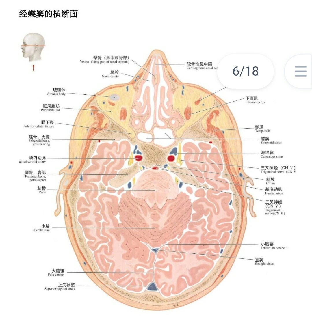 头颈部横断面解剖图