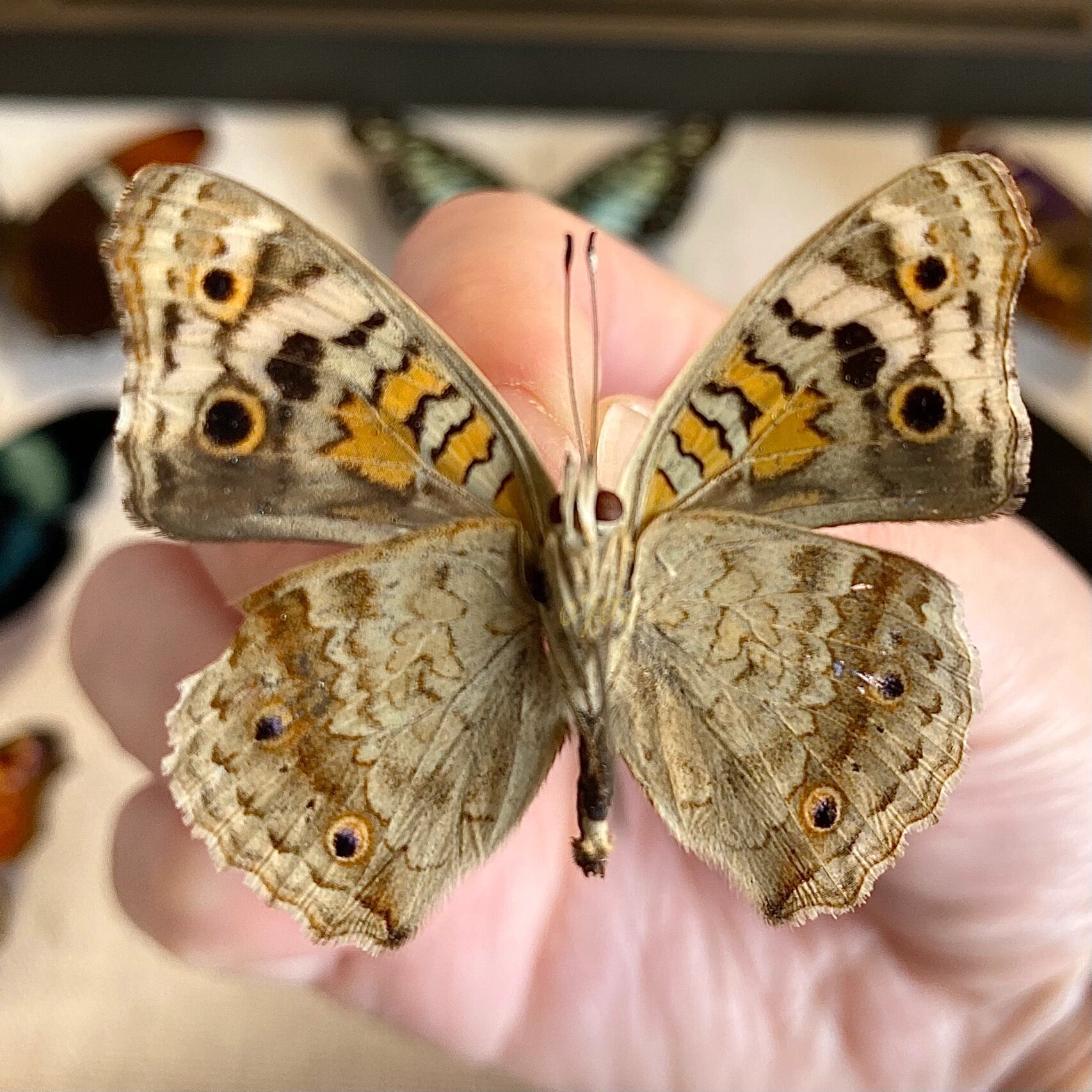 翠蓝眼蛱蝶(学名:junonia orithya)