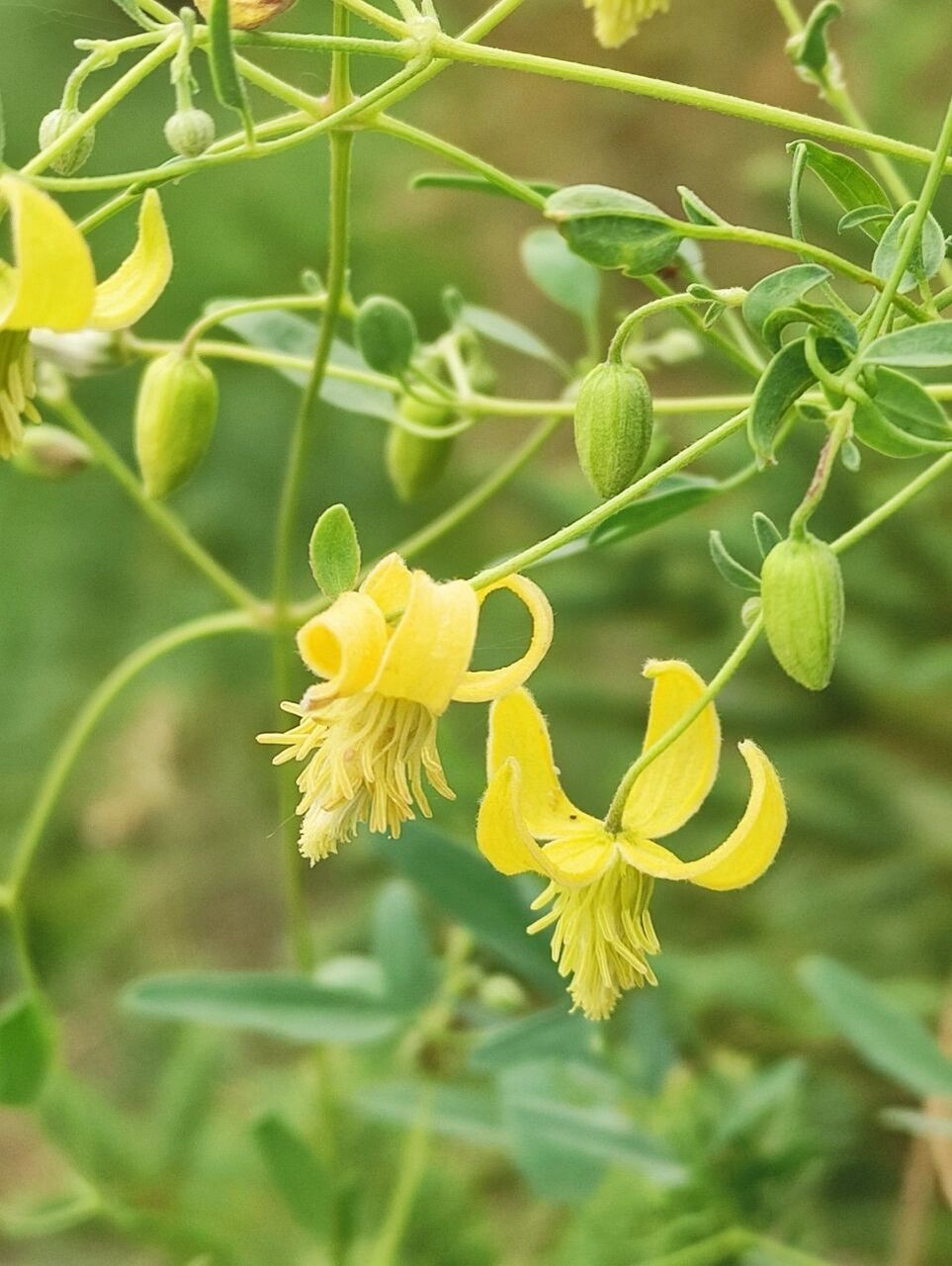 黄花铁线莲 别名又叫透骨草,有祛瘀,利尿,解毒的功效.