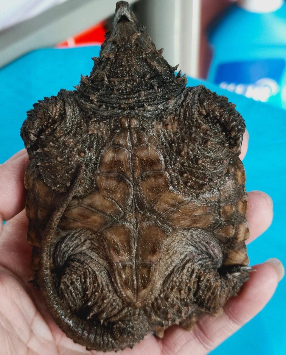 真鳄龟           真鳄龟,是鳄龟科,真鳄龟属动物.