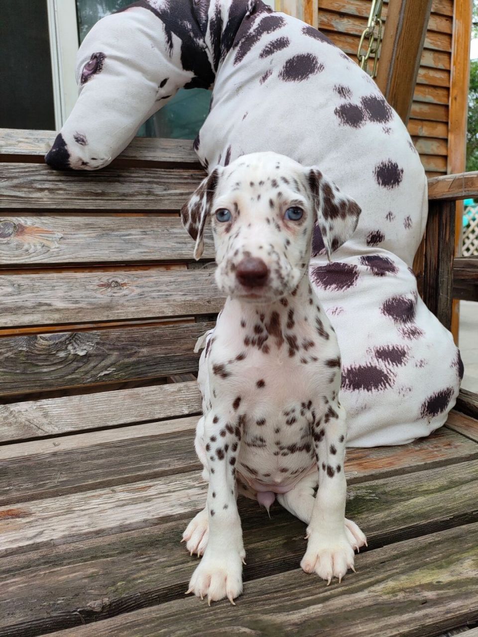 你到底在瞅哪个方向? #我家宠物好可爱# #大麦町犬# #斑点狗