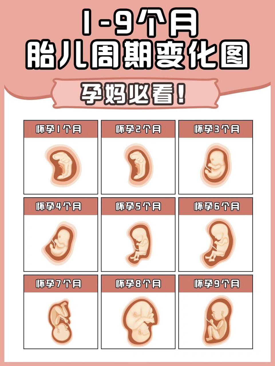 1-9个月胎儿生长周期变化图6015孕妈必看 02说是怀胎十月,但
