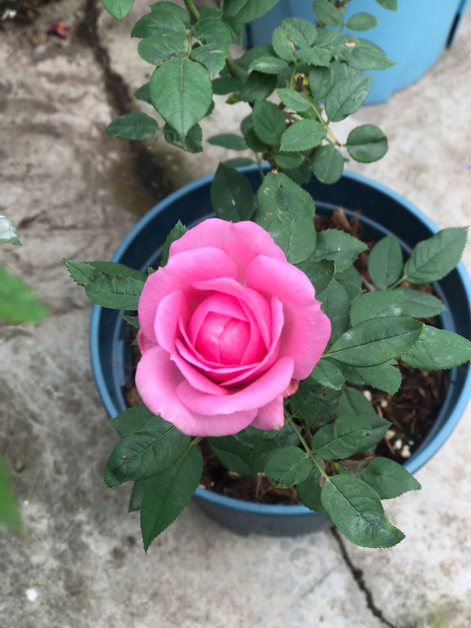 淑女 月季 这款月季种的人不多,但实在优点很多 我这棵是激素苗,一直