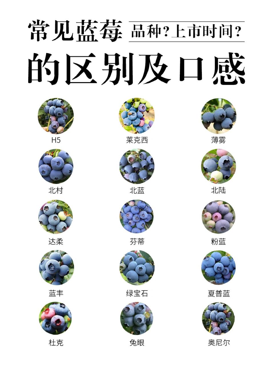 【蓝莓合集】常见蓝莓的区别与口感一次看懂 h5 【产地】山东,辽宁
