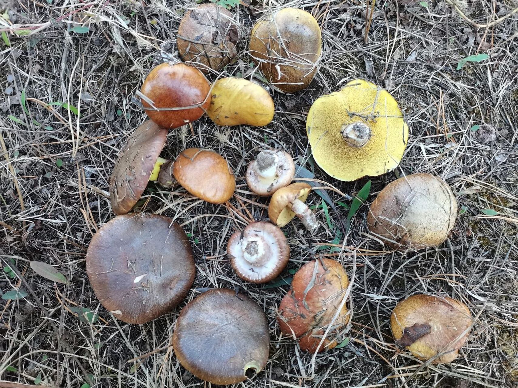 林良蘑菇图片