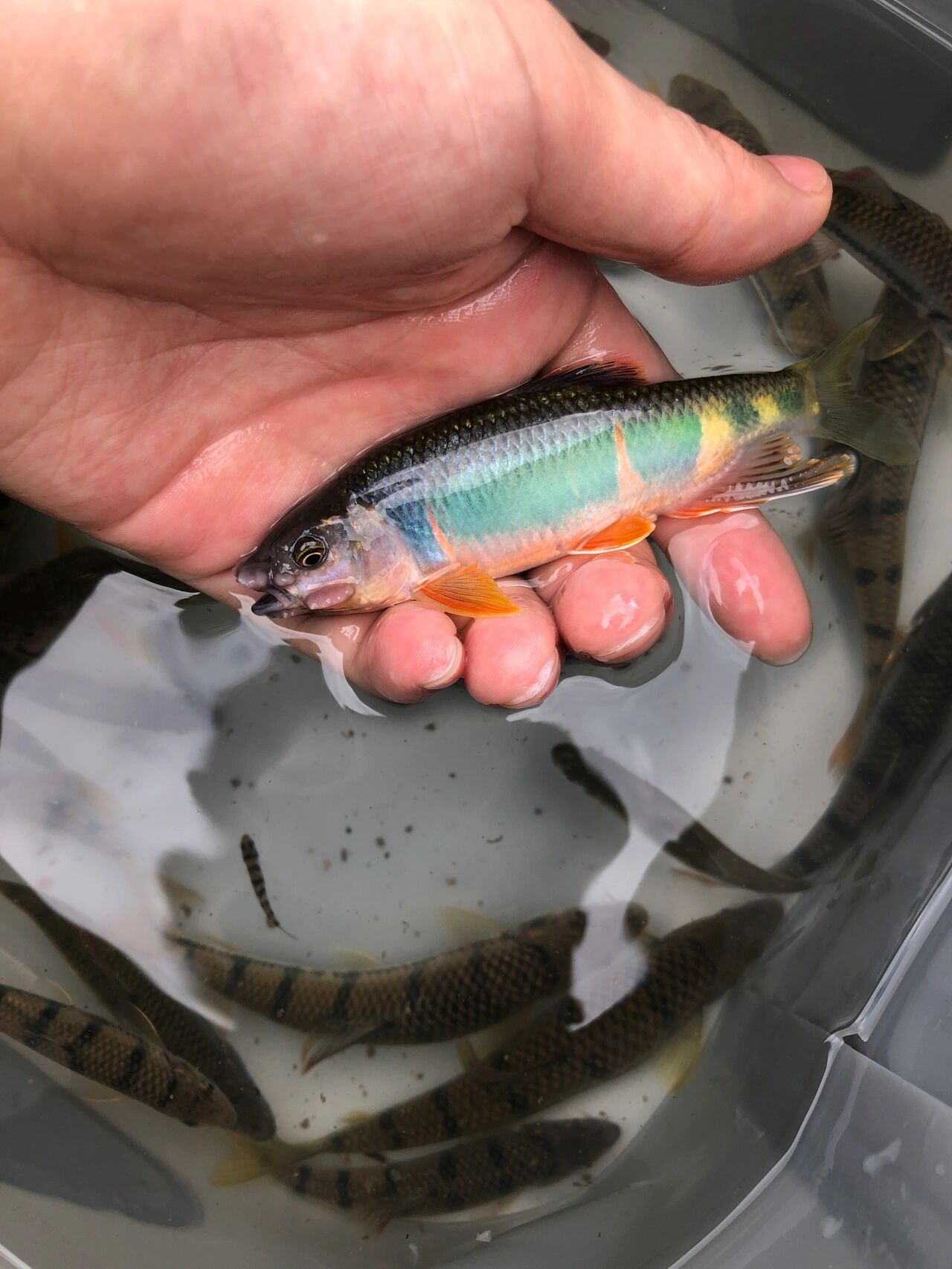 溪流精灵宽鳍鱲原生缸首选鱼 这个照片是8月份也才的时候上的宽鳍鱲