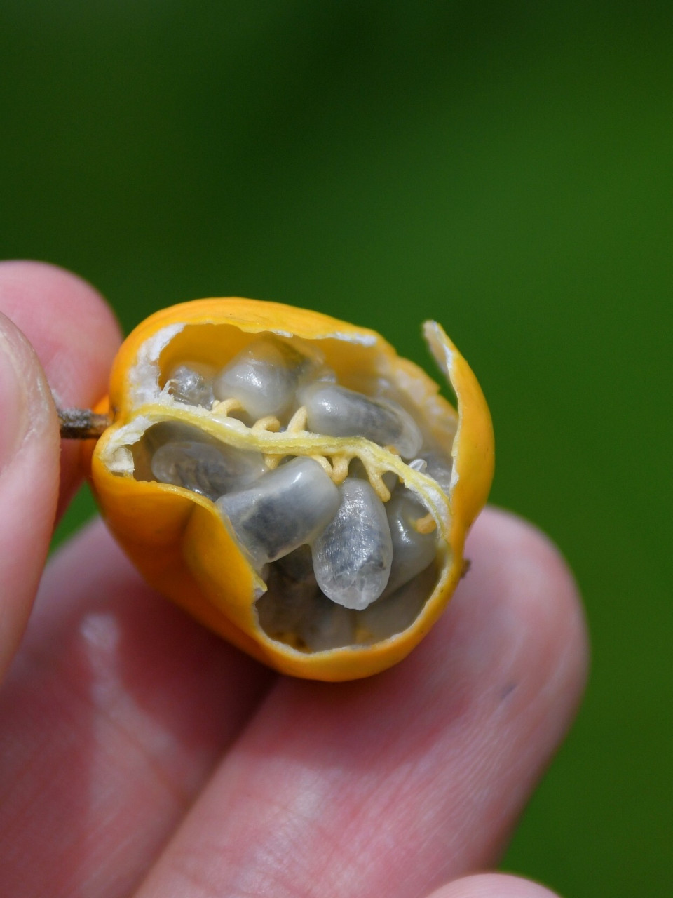 农村里好吃又好看的龙珠果,你吃过吗 果子甜甜的,跟常吃的百香果是