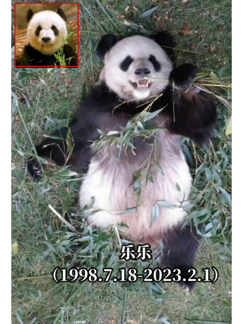 丫丫和乐乐小时候国宝大熊猫 丫丫和乐乐小时候国宝大熊猫