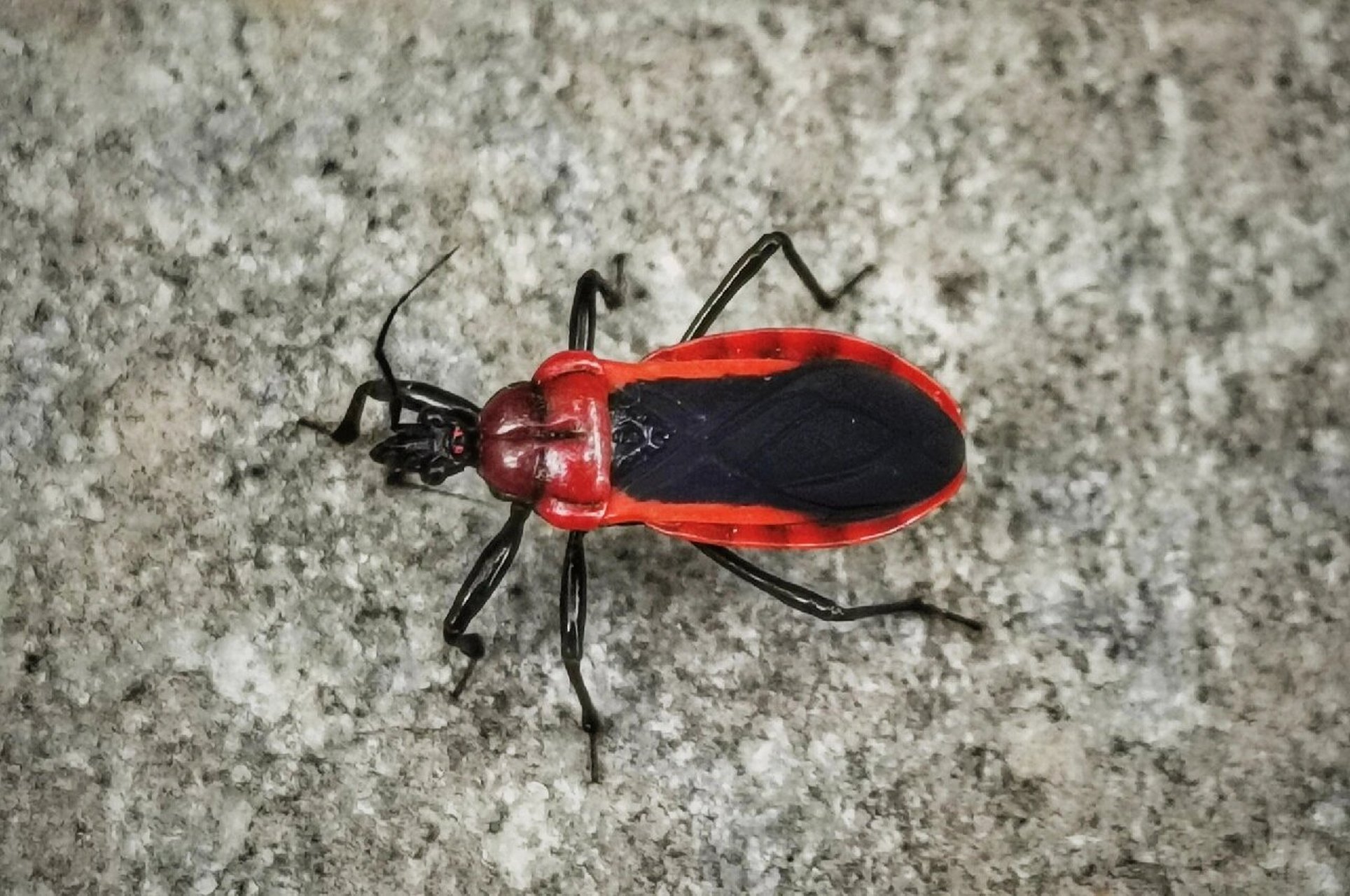 猎蝽科,半翅目 #虫子# #节肢动物# #昆虫# #半翅目# #蝽# #猎蝽