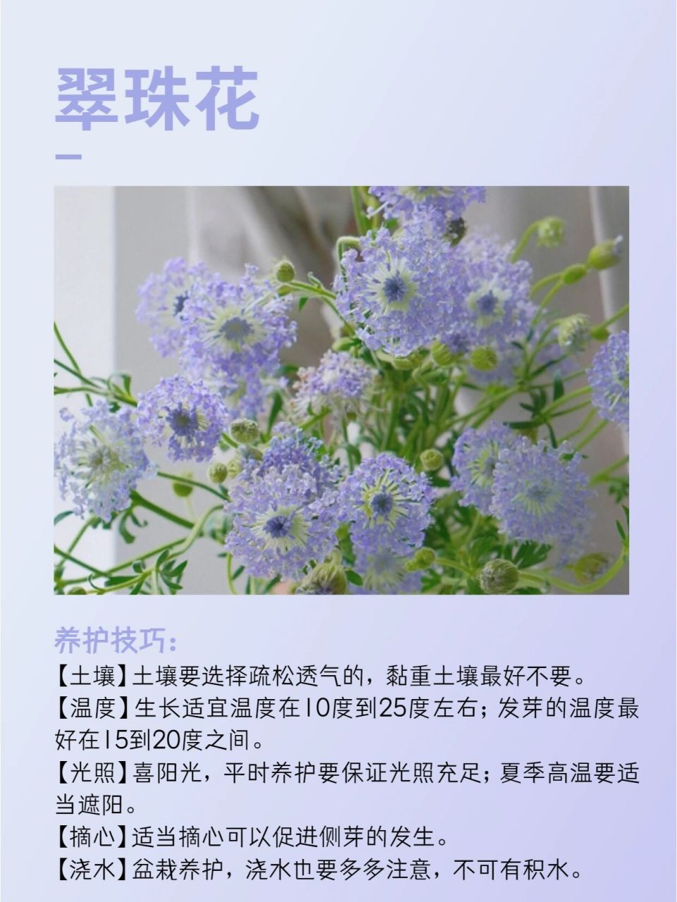 每天认识一朵花93翠珠花的花语太美了6015  哈喽,这里是城市的