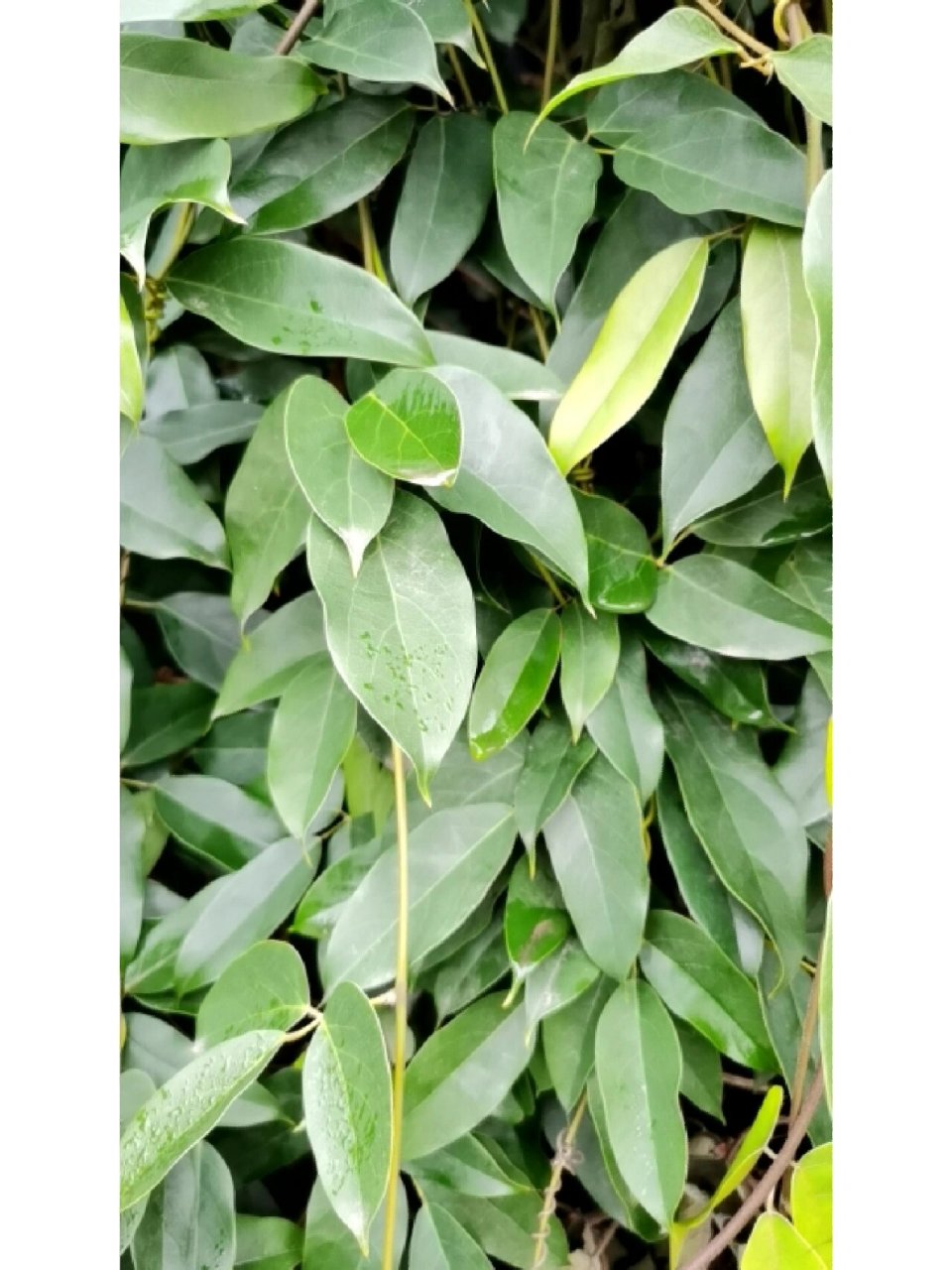 自然观察笔记第二十一天—常春油麻藤 常春油麻藤,我们院子后门那里有