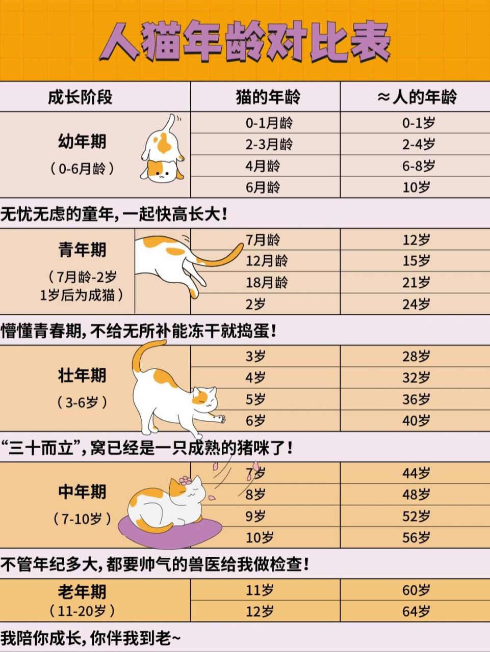 人猫年龄对比表 | 你家主子几岁了?