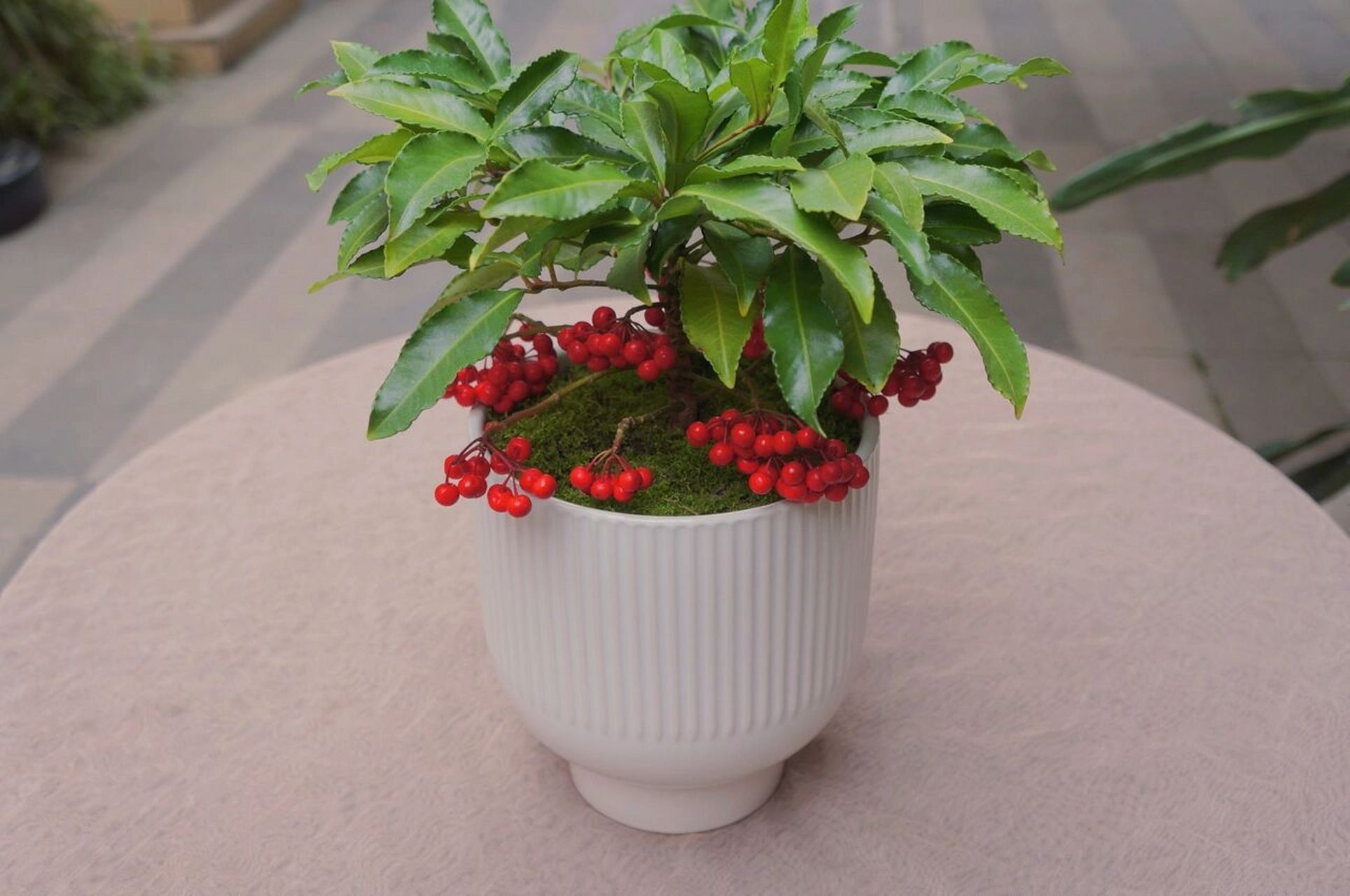 精品小植物富贵籽来啦 可可爱爱的红豆豆～ 适合乔迁新居 元旦 年宵花