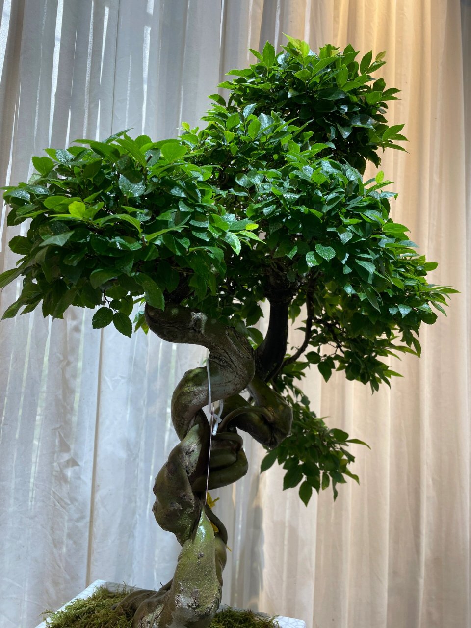 朴树又称相思树～ 1,光温环境:朴树是常见的喜阳植物,在生长阶段一般