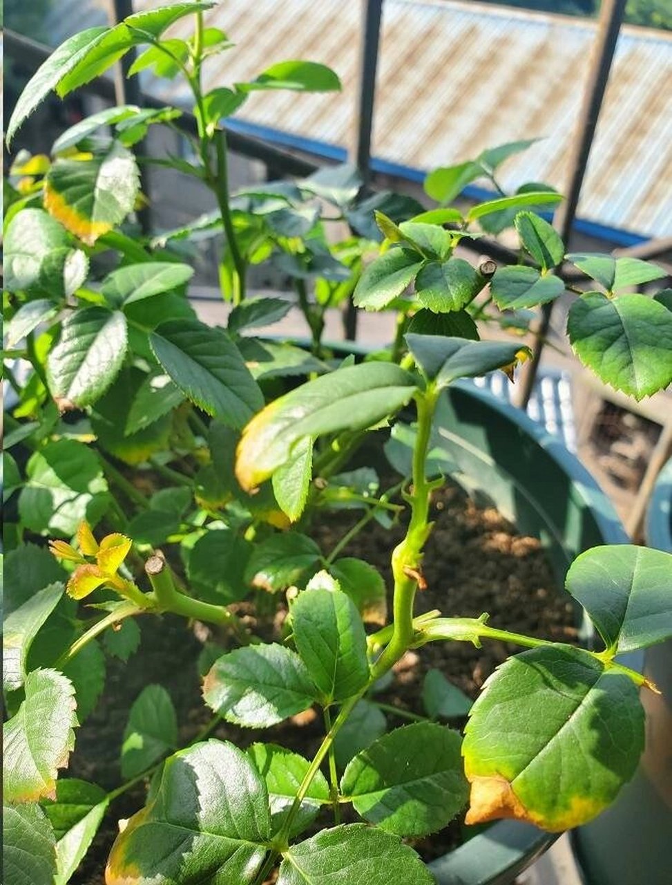 月季肥害表现症状以及解决方法75 月季肥害的症状月季肥害的症状