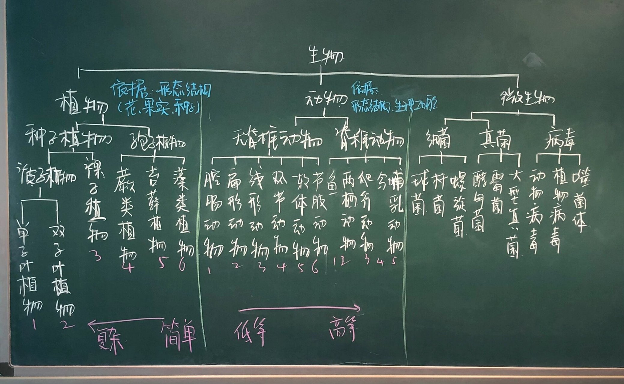 表里的生物板书设计图图片