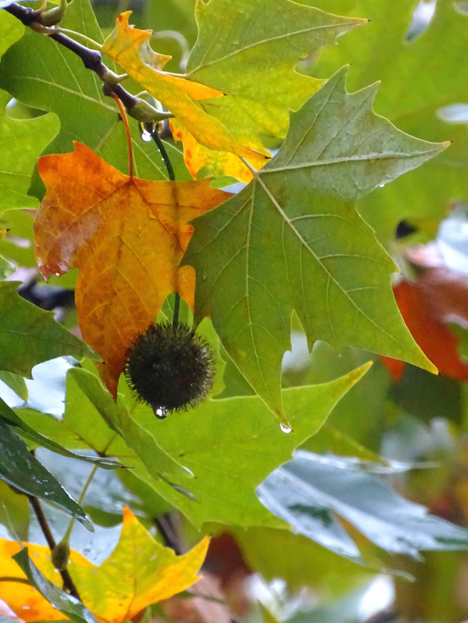 下雨天,待在家里,欣赏窗前"雨中梧桐".