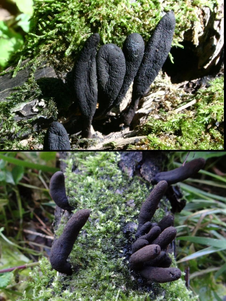 炭角菌目 科:炭角菌科 属:炭角菌属 	 🧟是否可食用: · 记载可药用