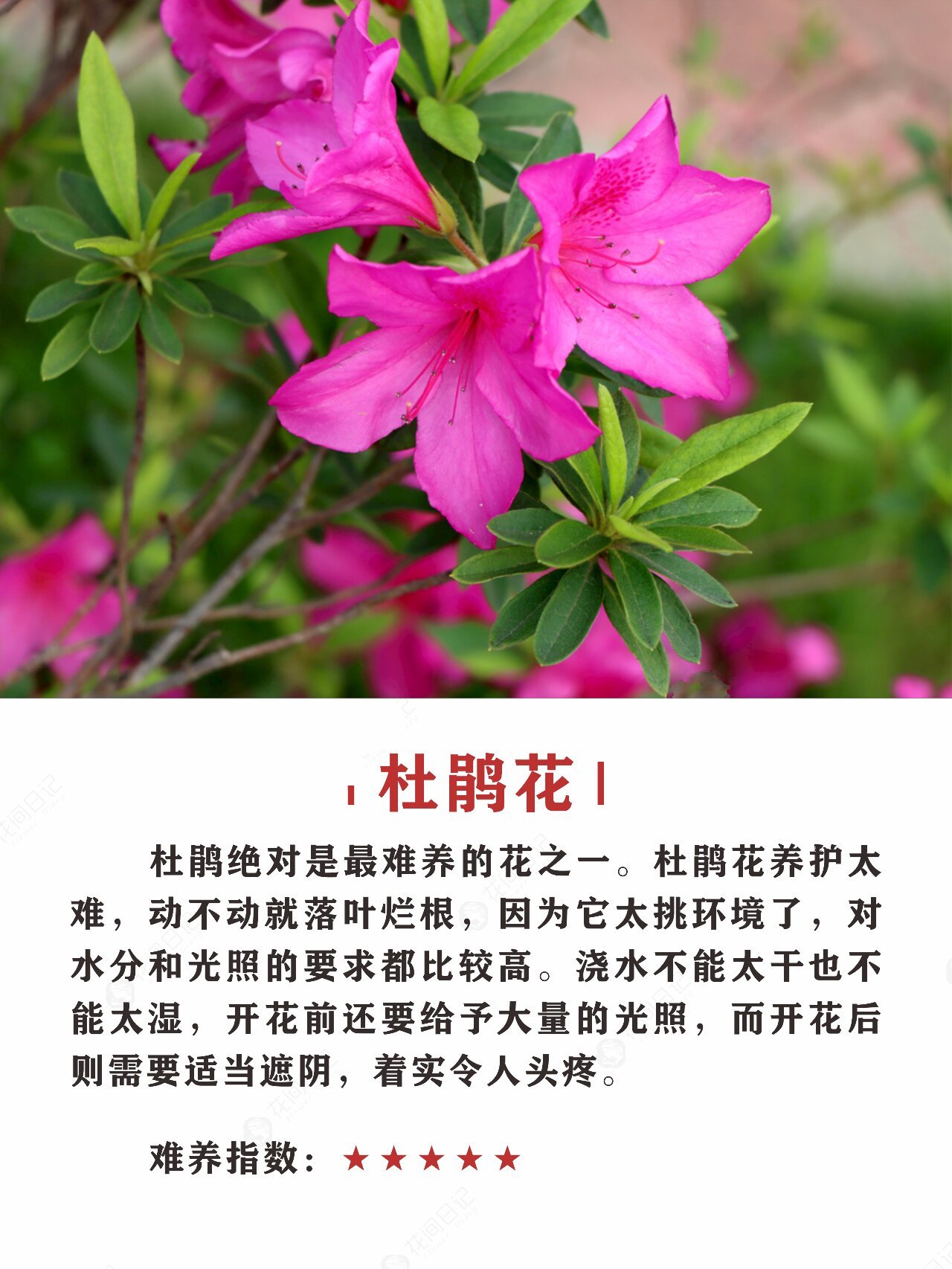 十大最难养的花,你都养过哪些?