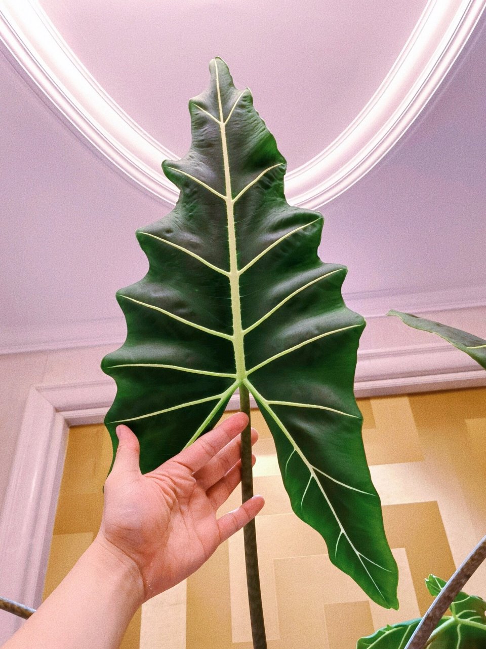 人手一颗热植推荐2|浪子-萨利安海芋 爱:萨利安海芋是斑马海芋和绿天