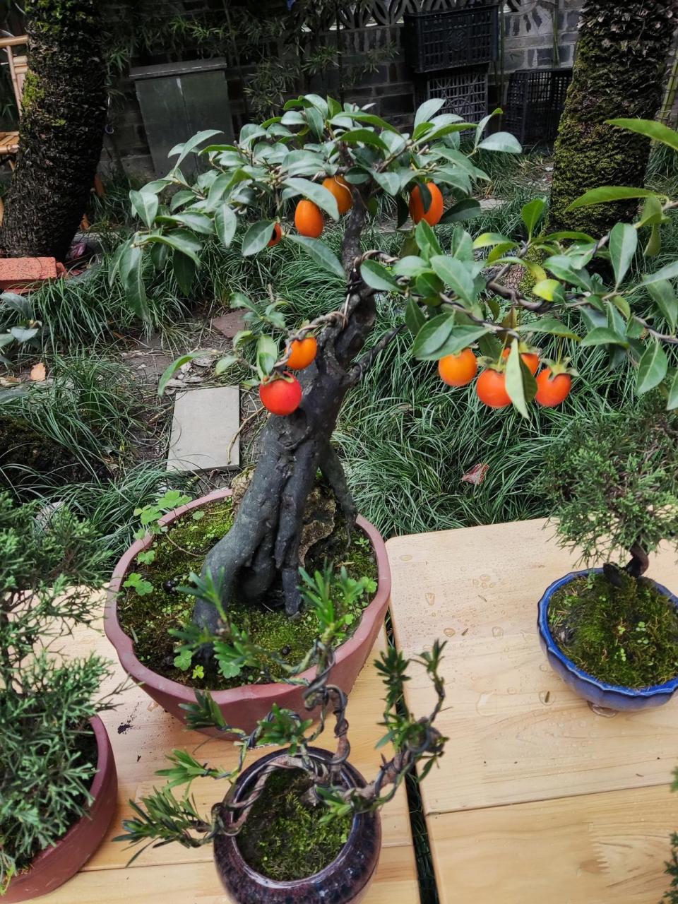 今天在人民公园看到金蝉子盆栽,小盆的就1000一盆,你们觉得怎么样?