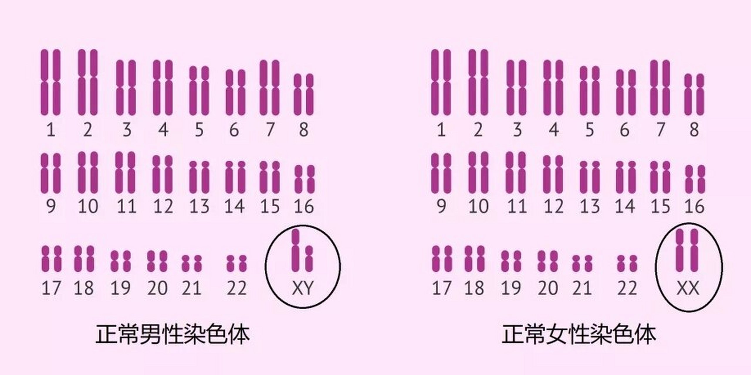 正常染色体图片图片