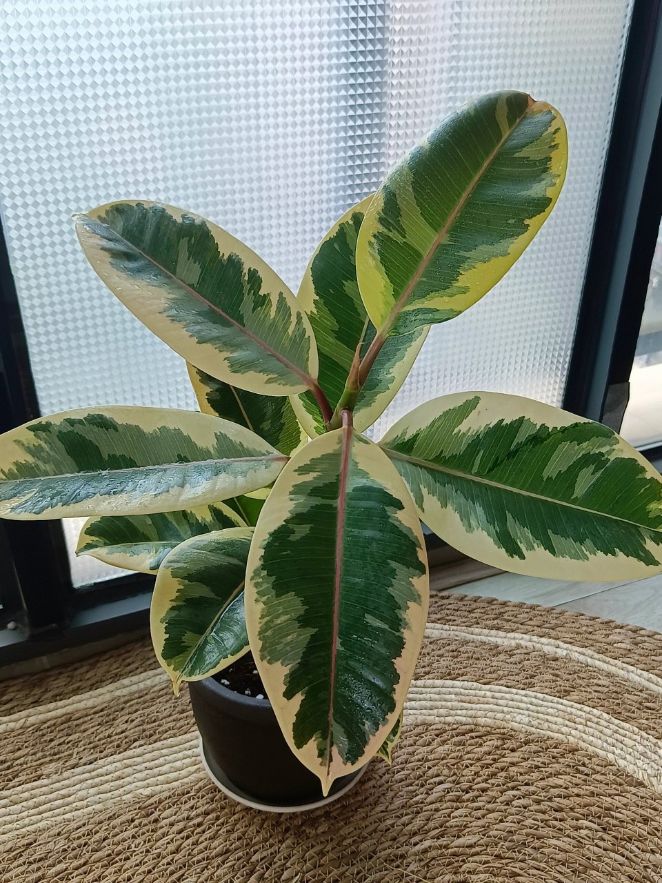 好看绿植推荐:花叶金刚橡皮树 好看绿植推荐: 花叶金刚橡皮树 ,19.