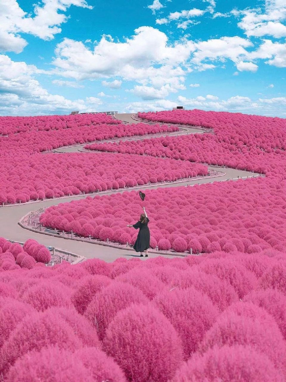 四季绽放的浪漫花海9591茨城海滨公园 日本茨城海滨公园 也叫国营