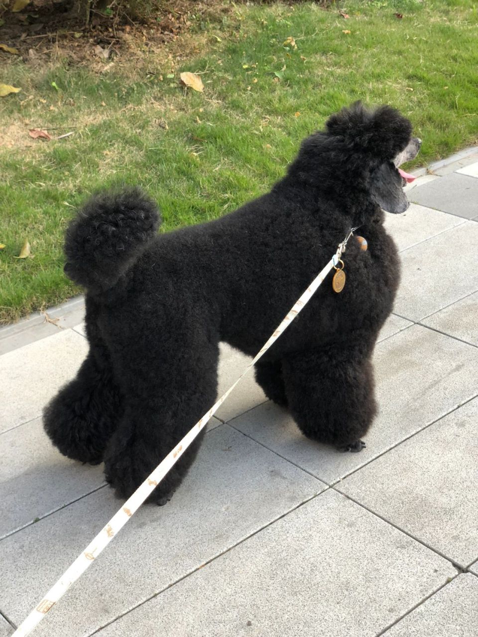 贵宾犬中的冷门 ——中型贵宾 绝对气质