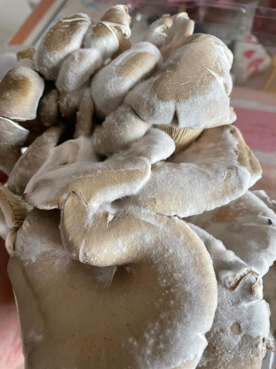 平菇放冰箱两天长了好多白毛 蘑菇在冰箱放着,今早突然发现上面长了