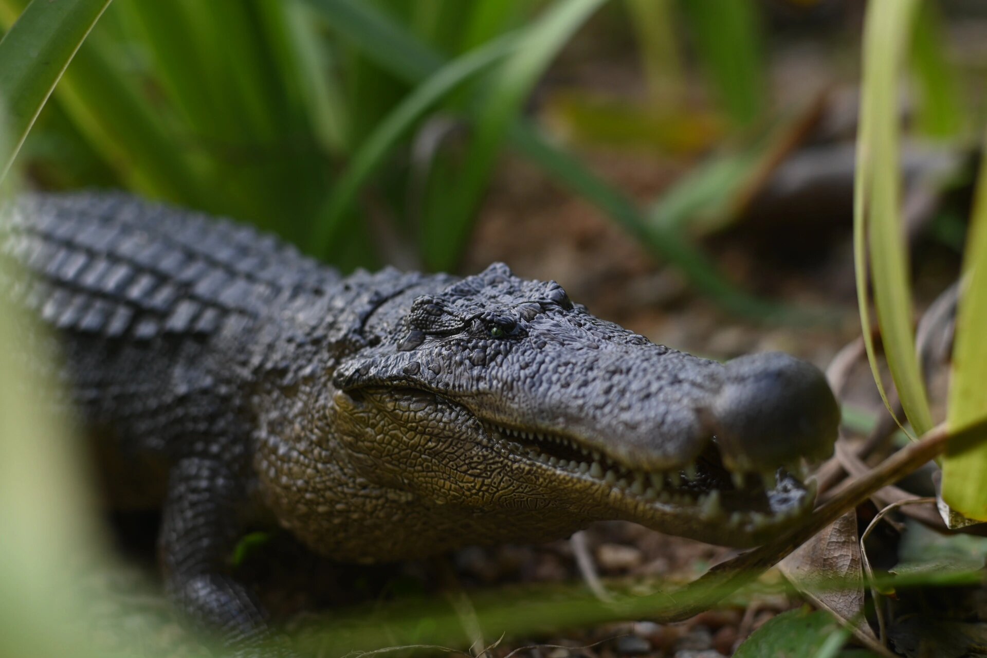 rebor恐鳄模型 #鳄鱼# #恐鳄# #古生物##古生物模型# #rebor# #模型