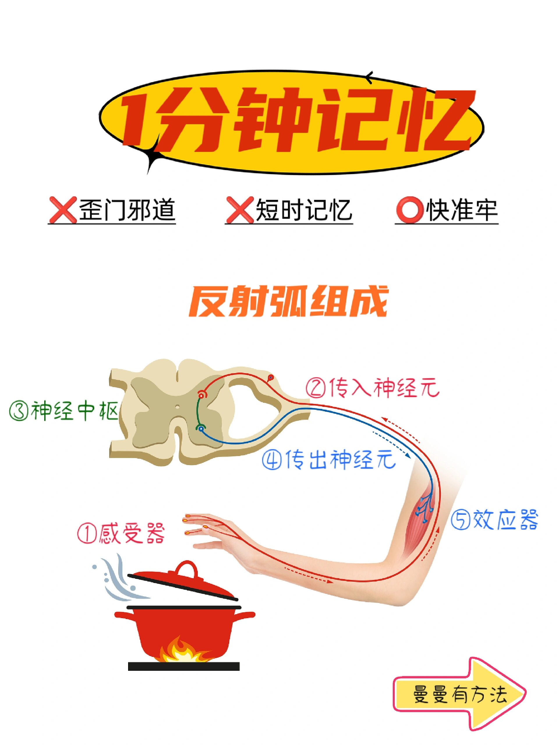 生物速记‖反射弧的组成