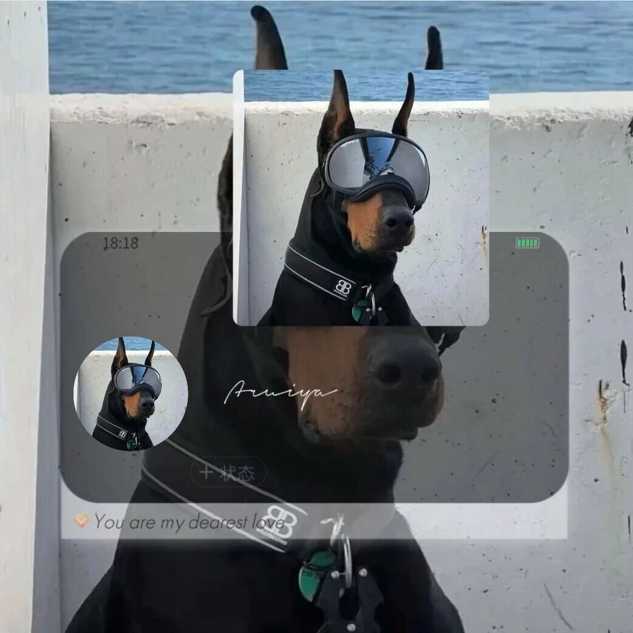 20酷帅大狗狗头像 无风格头像 7.